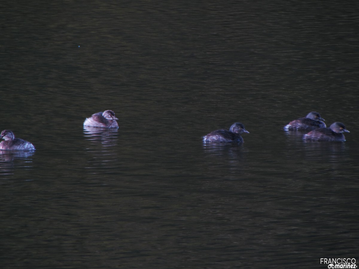 Least Grebe - ML37117181