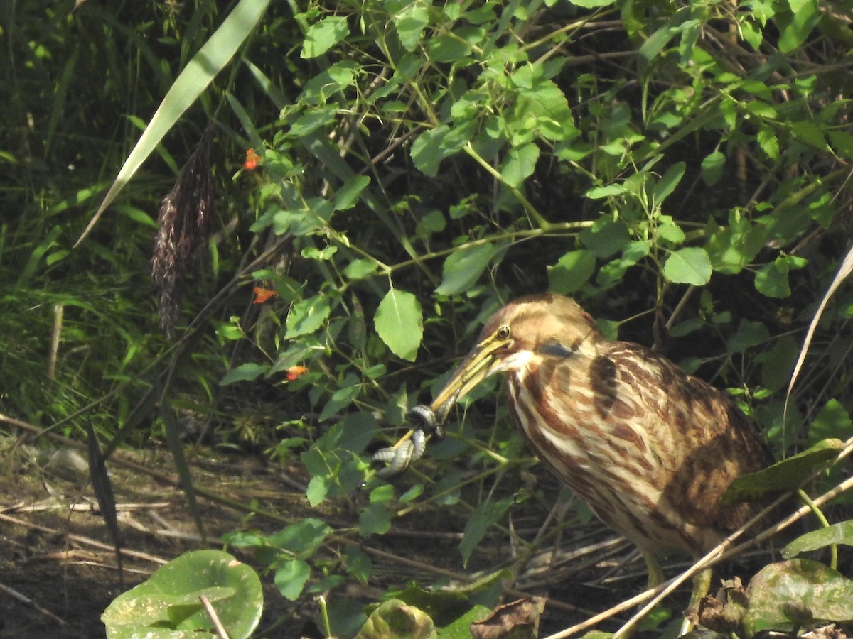 American Bittern - ML371175031