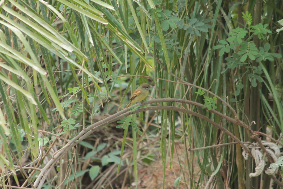 White-winged Becard - ML371176301