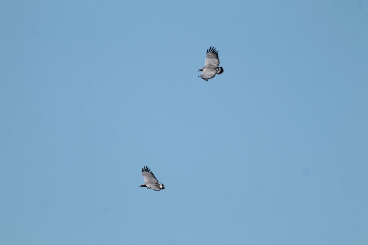 Chaco Eagle - ML371176661