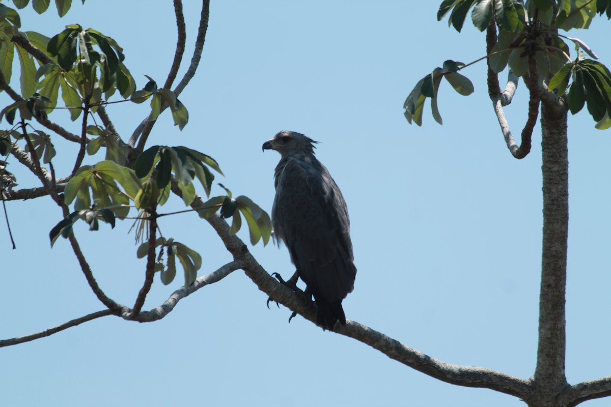 Chaco Eagle - Suzanne Vargas