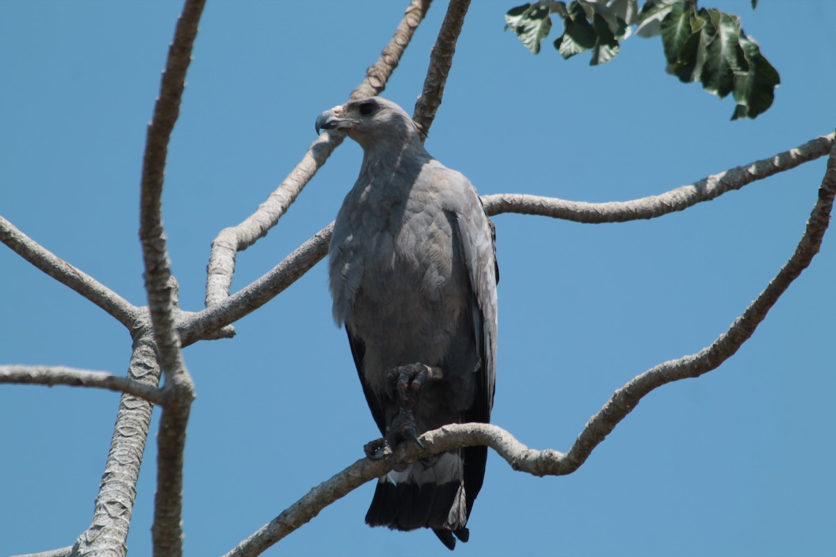 Chaco Eagle - ML371176761