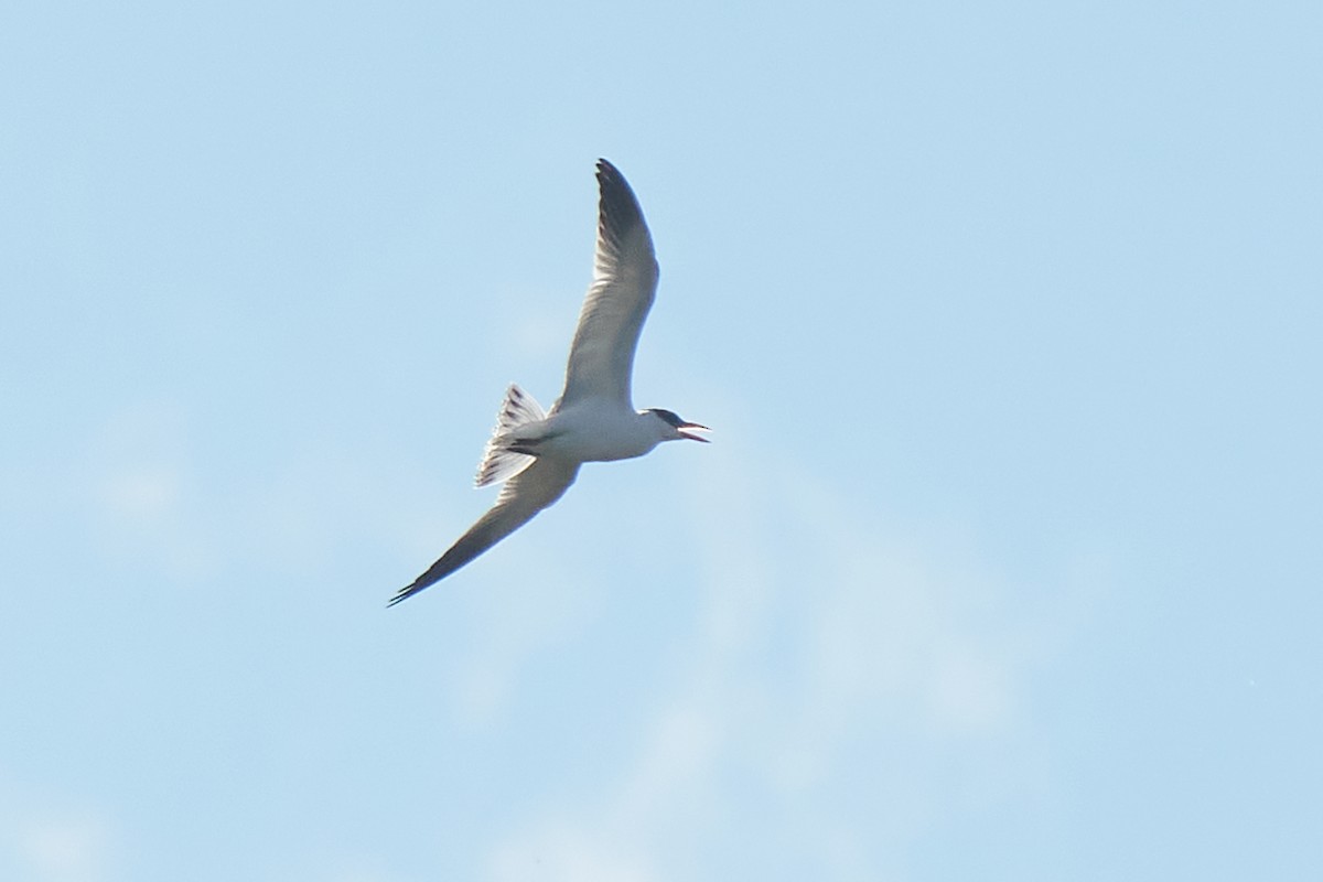 Caspian Tern - ML371177151