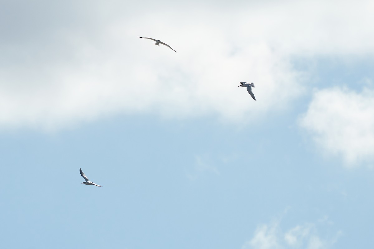 Caspian Tern - ML371177201