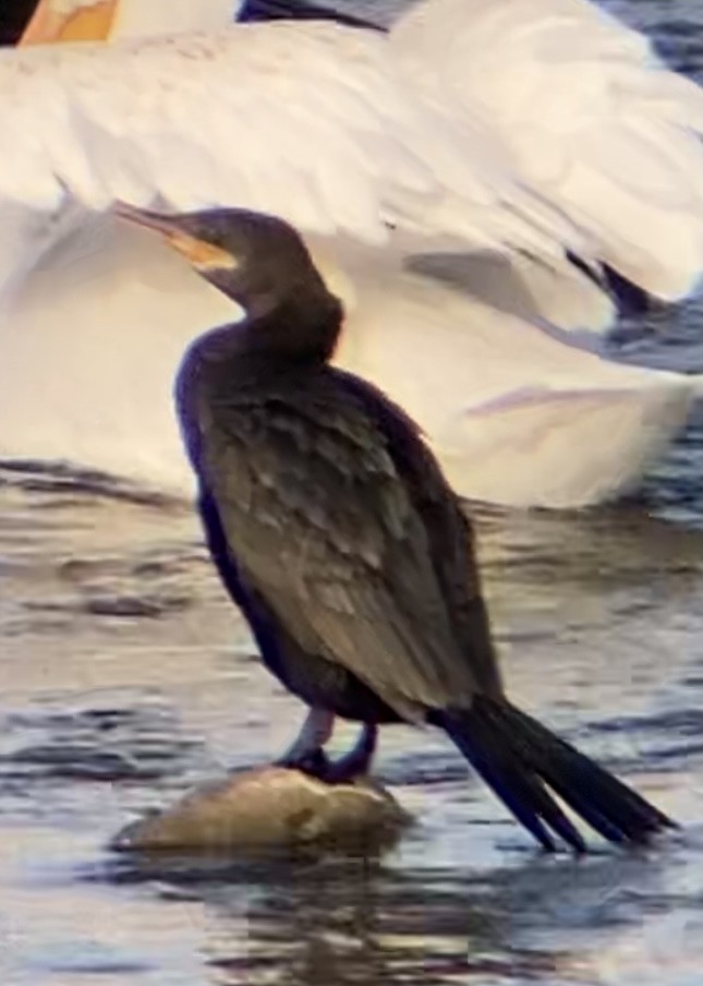 Neotropic Cormorant - Jeffrey Olsson