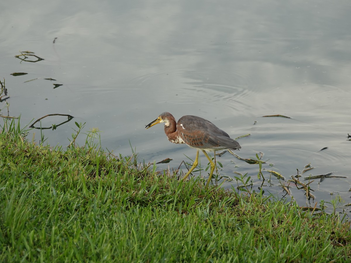 Tricolored Heron - Mary Harrell