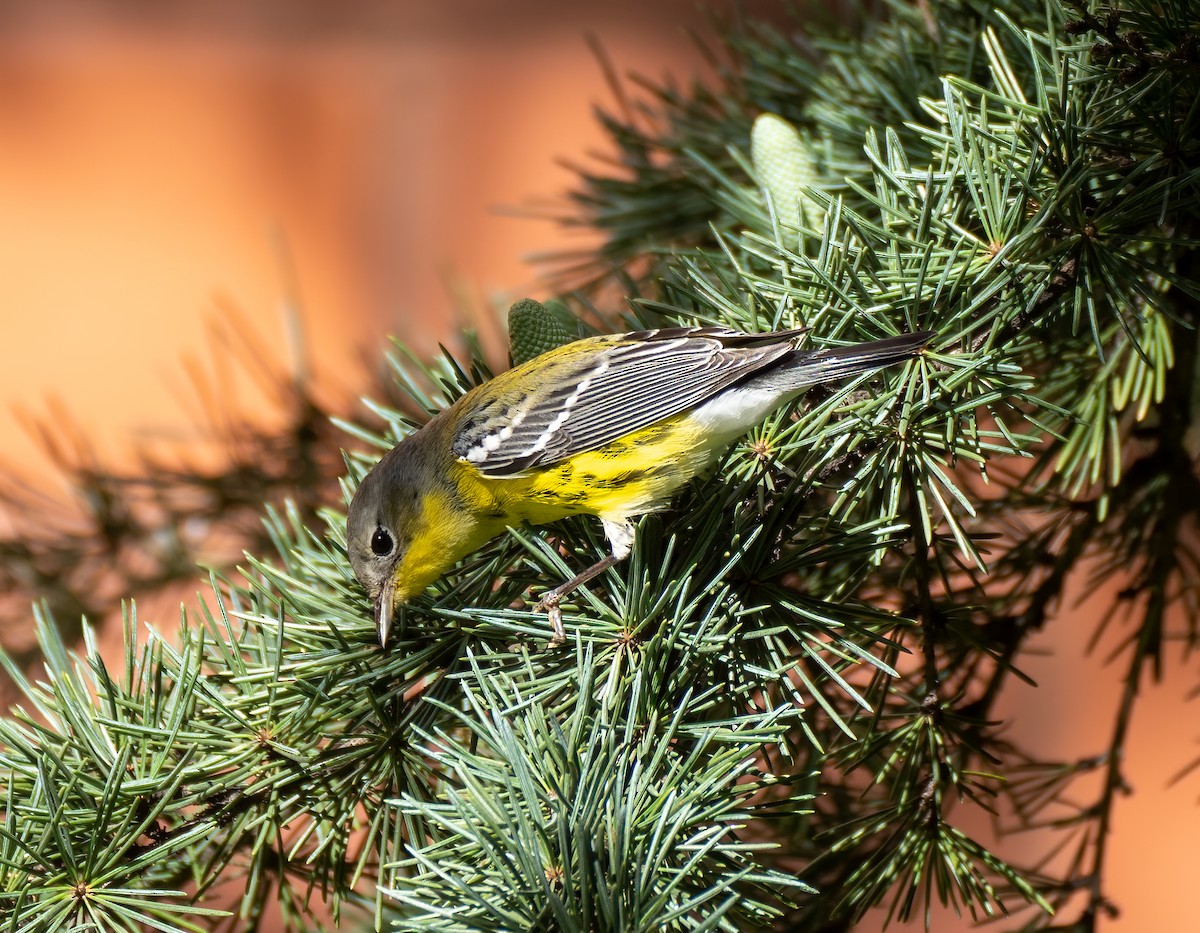 Magnolia Warbler - Scott Murphy