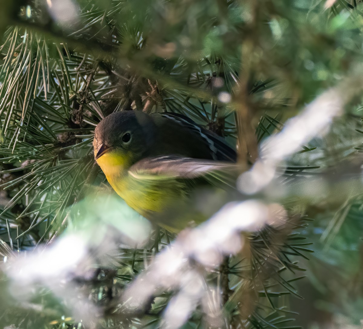 Magnolia Warbler - Scott Murphy