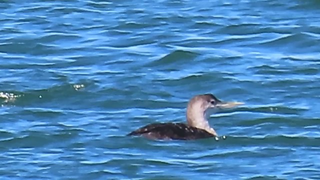 gulnebblom - ML371186981