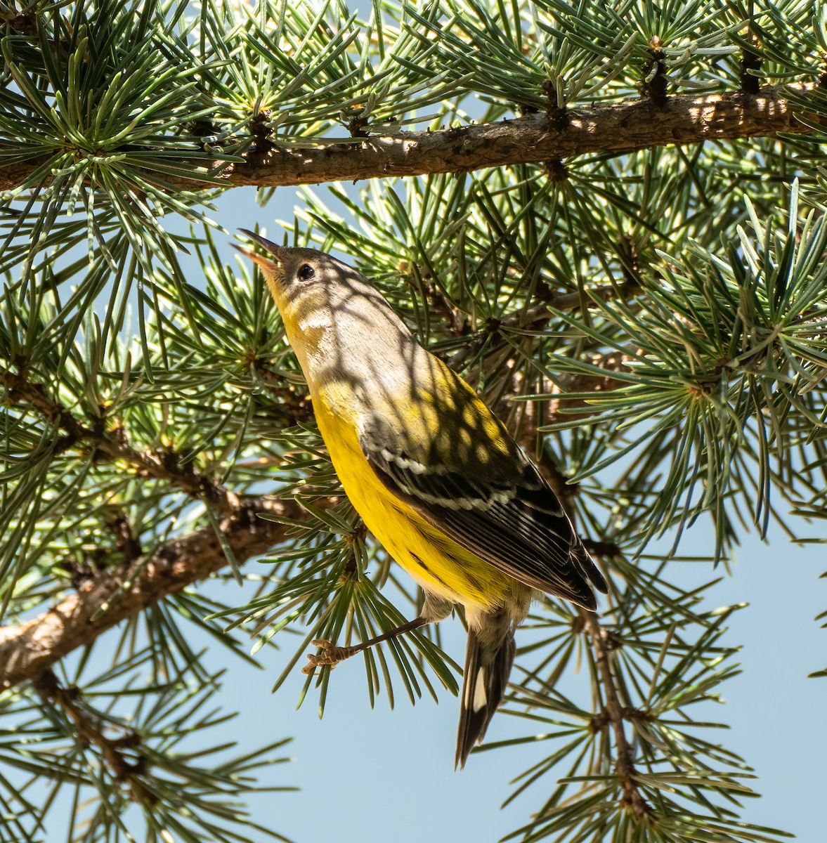 Magnolia Warbler - ML371188001