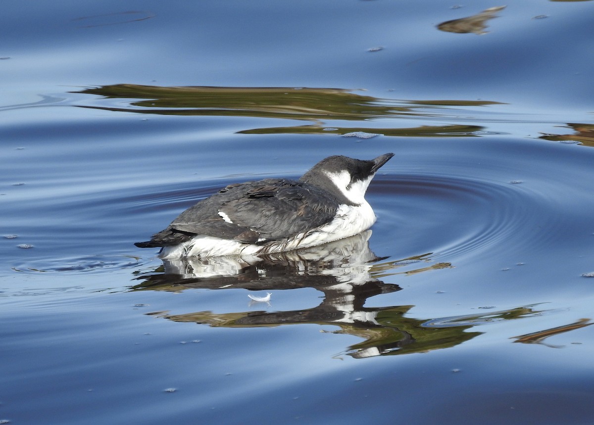 Common Murre - ML371188661