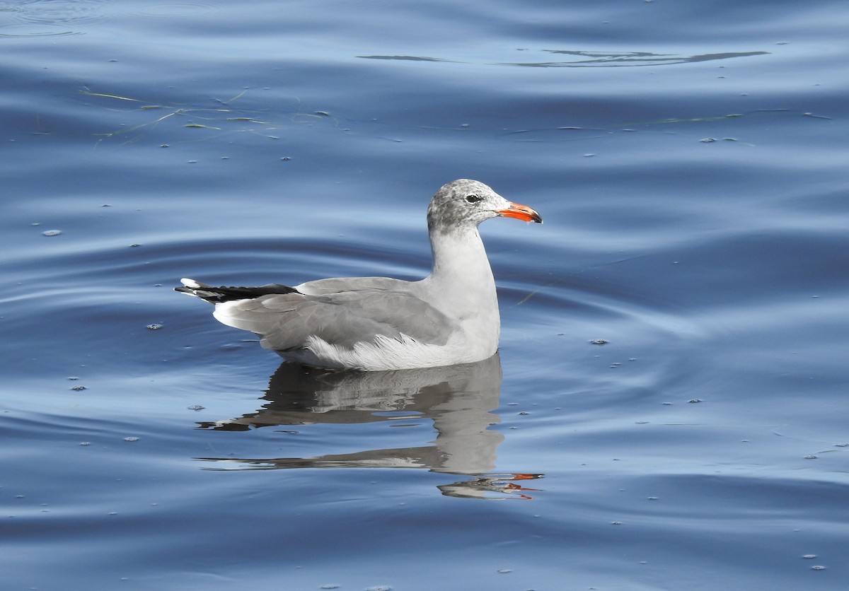 オグロカモメ - ML371188821