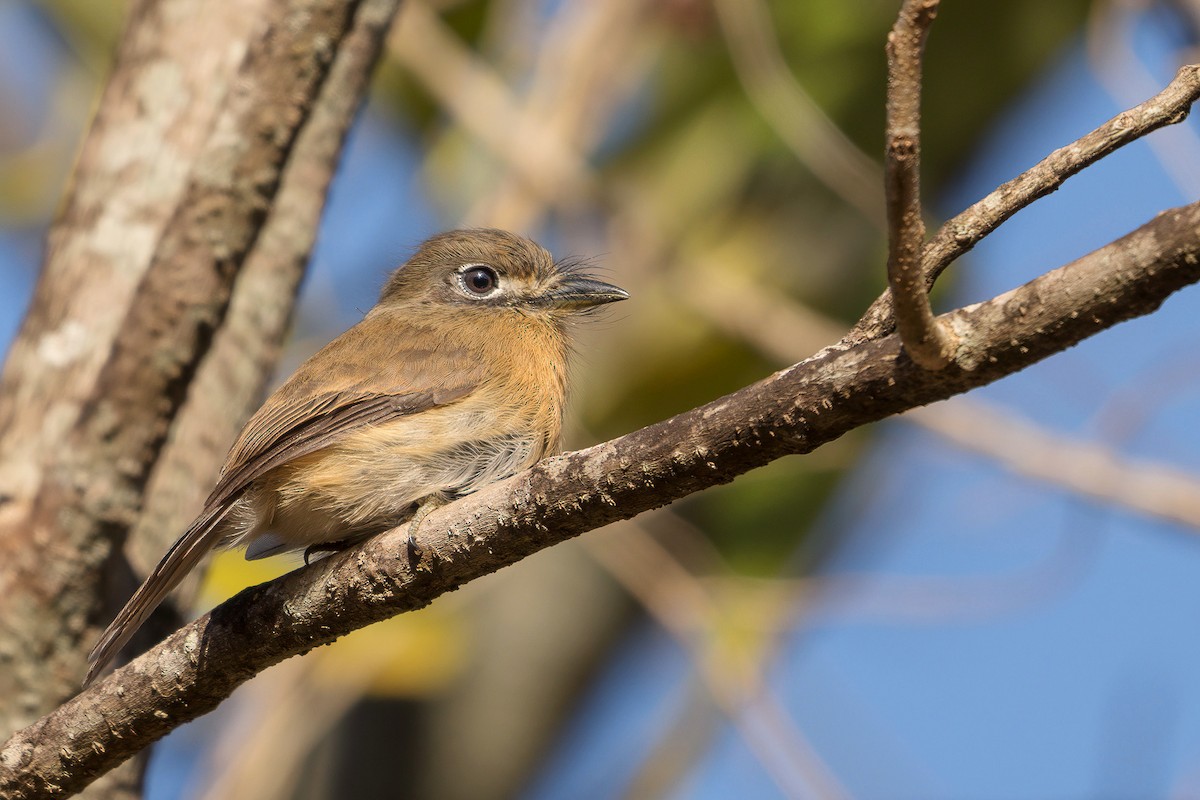 Zügelfaulvogel - ML371189471