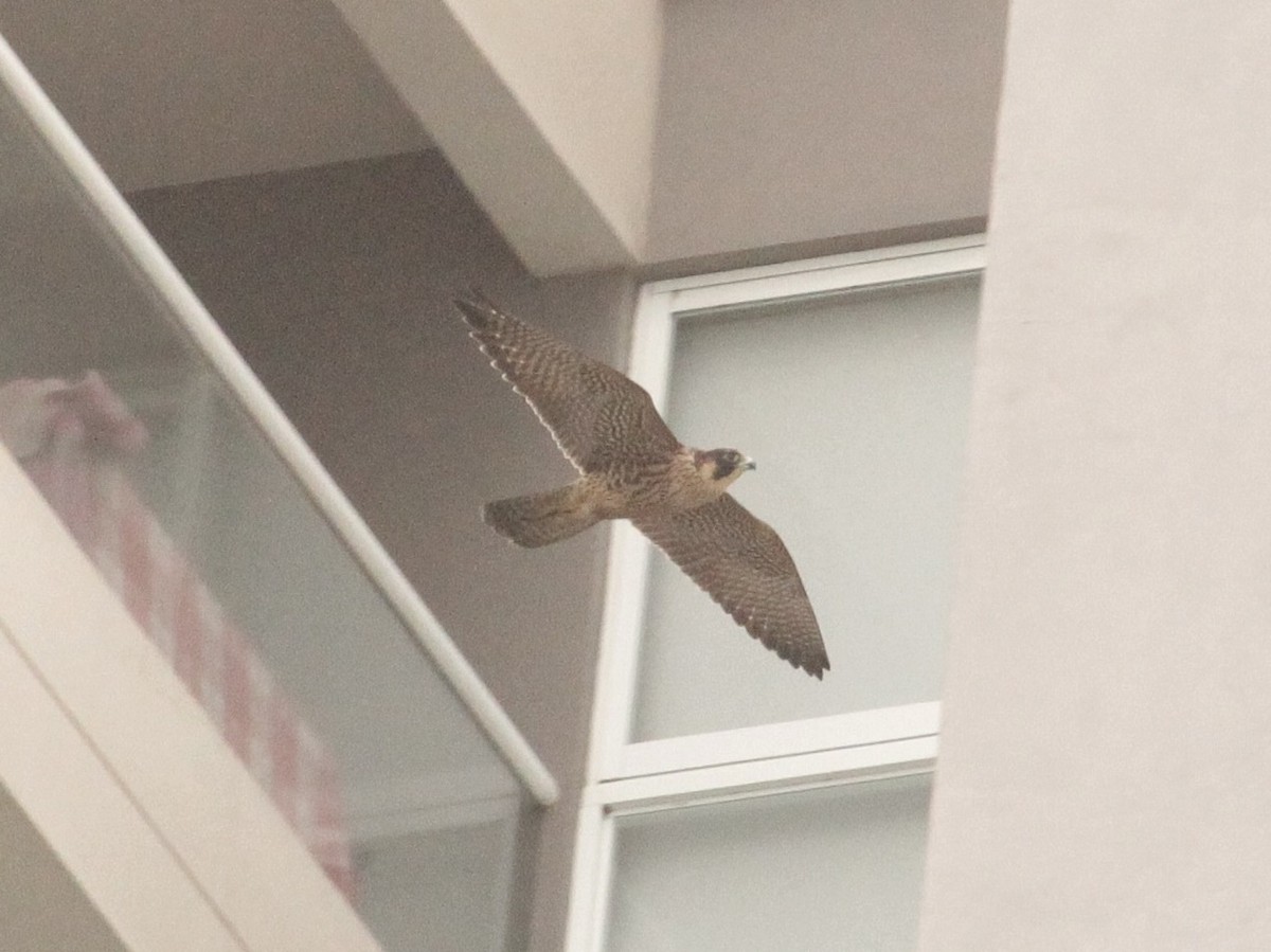 Peregrine Falcon (South American) - ML371190041