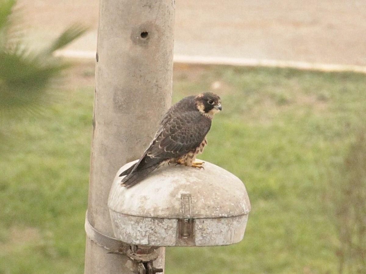 Peregrine Falcon (South American) - ML371190251