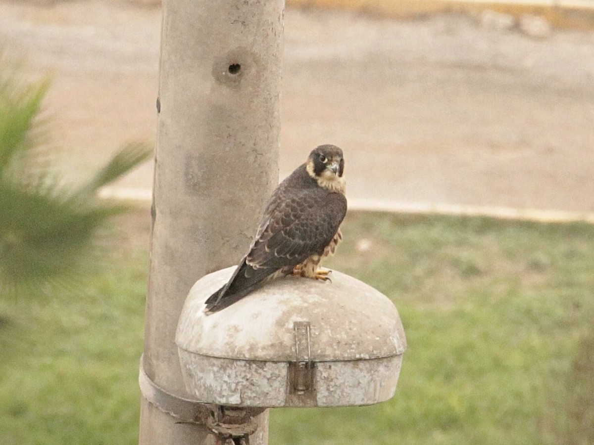 Peregrine Falcon (South American) - ML371190261