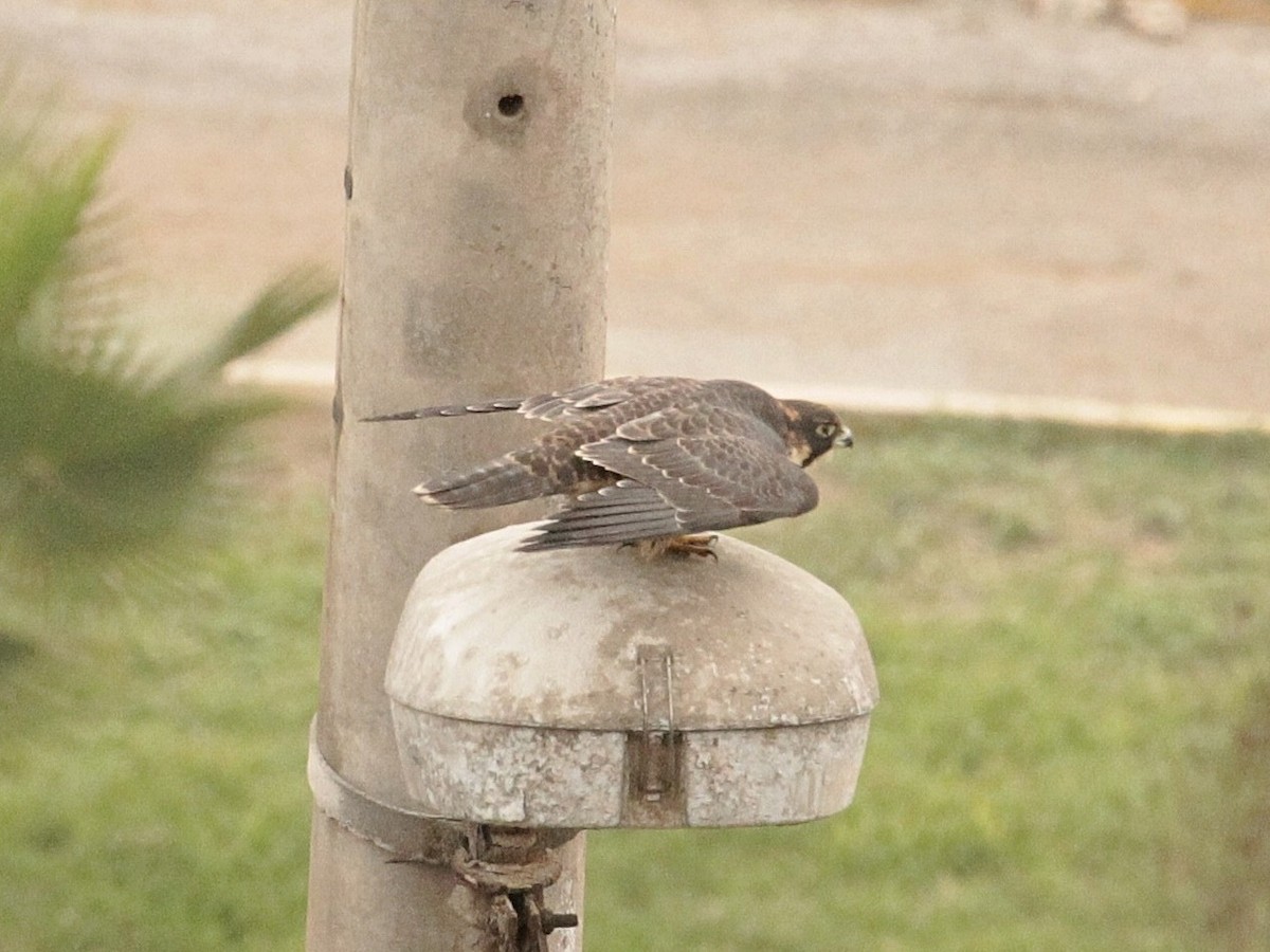 Peregrine Falcon (South American) - ML371190271