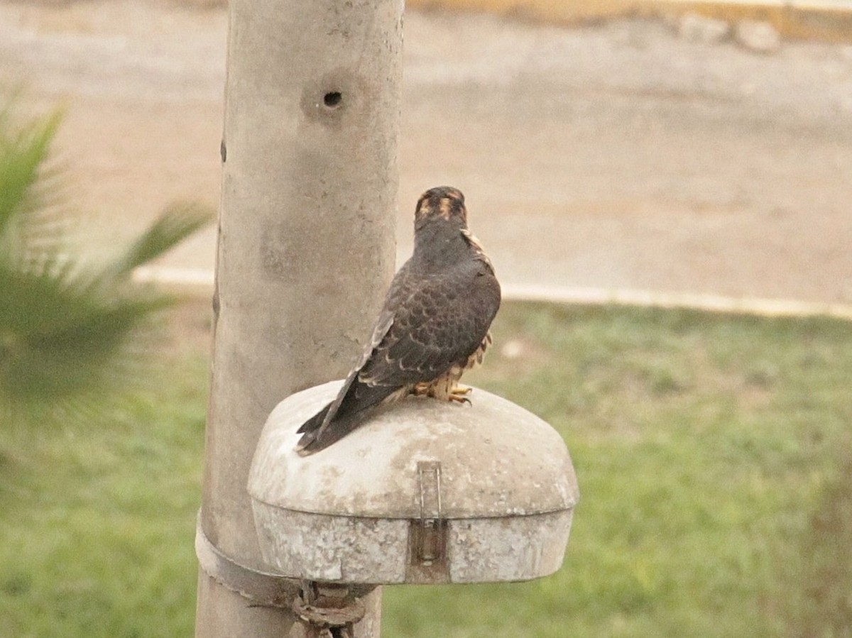 Peregrine Falcon (South American) - ML371190281