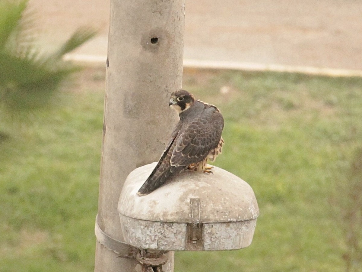 Peregrine Falcon (South American) - ML371190341