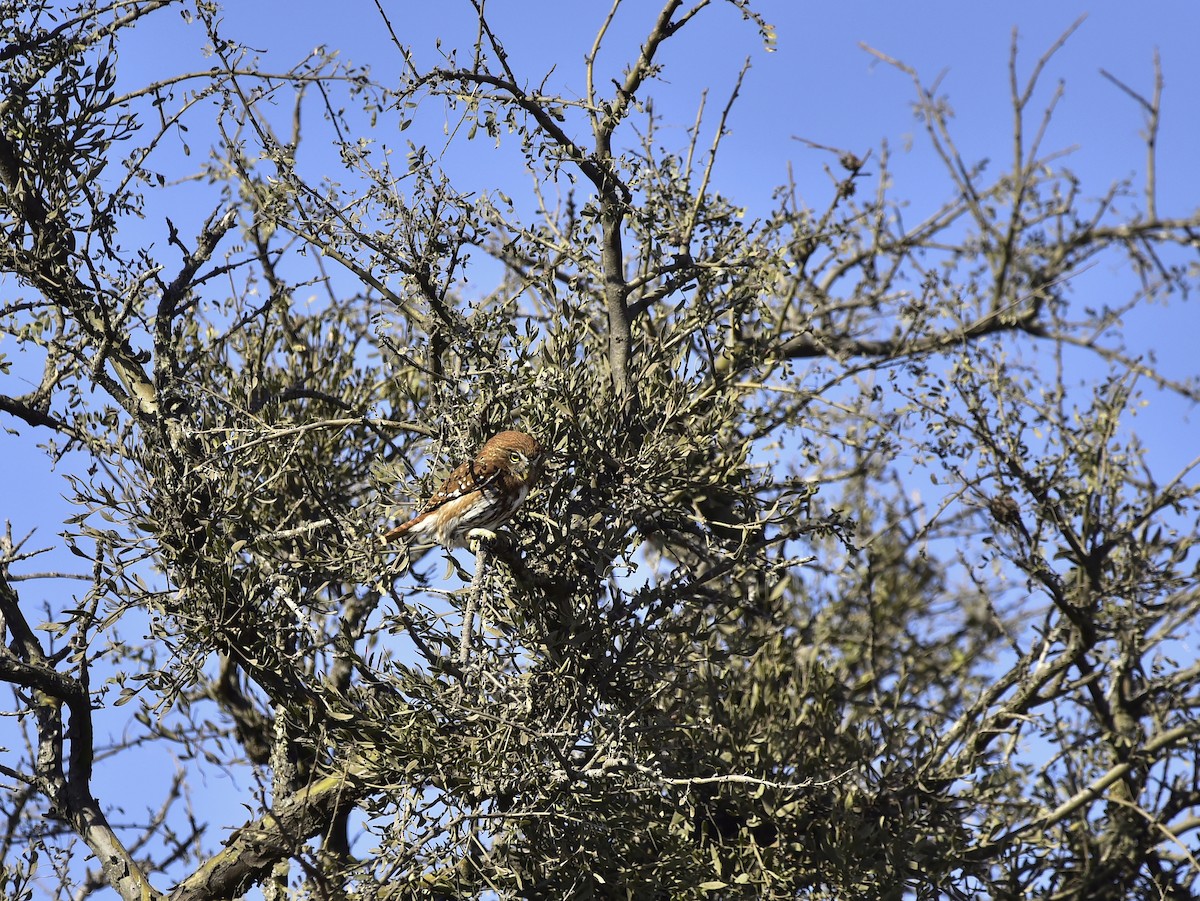 Ferruginous Pygmy-Owl - ML371192041