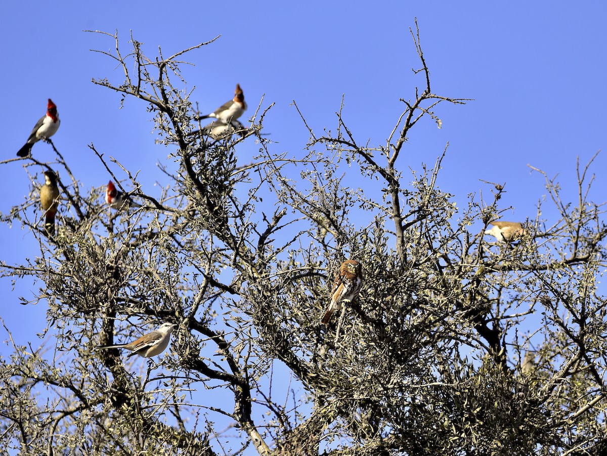 Ferruginous Pygmy-Owl - ML371192201