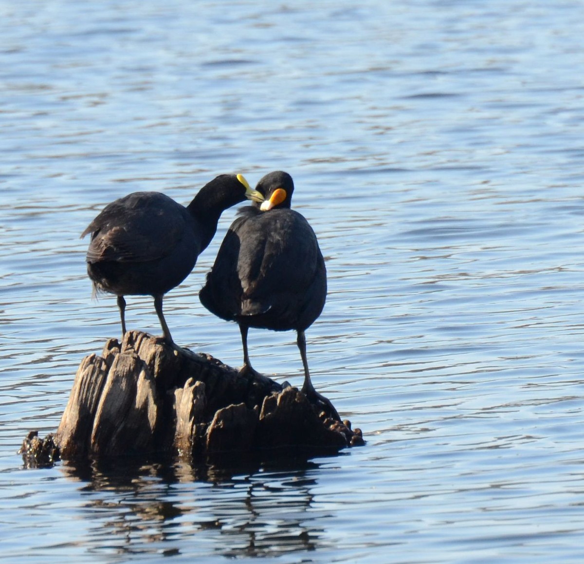 White-winged Coot - ML371192651
