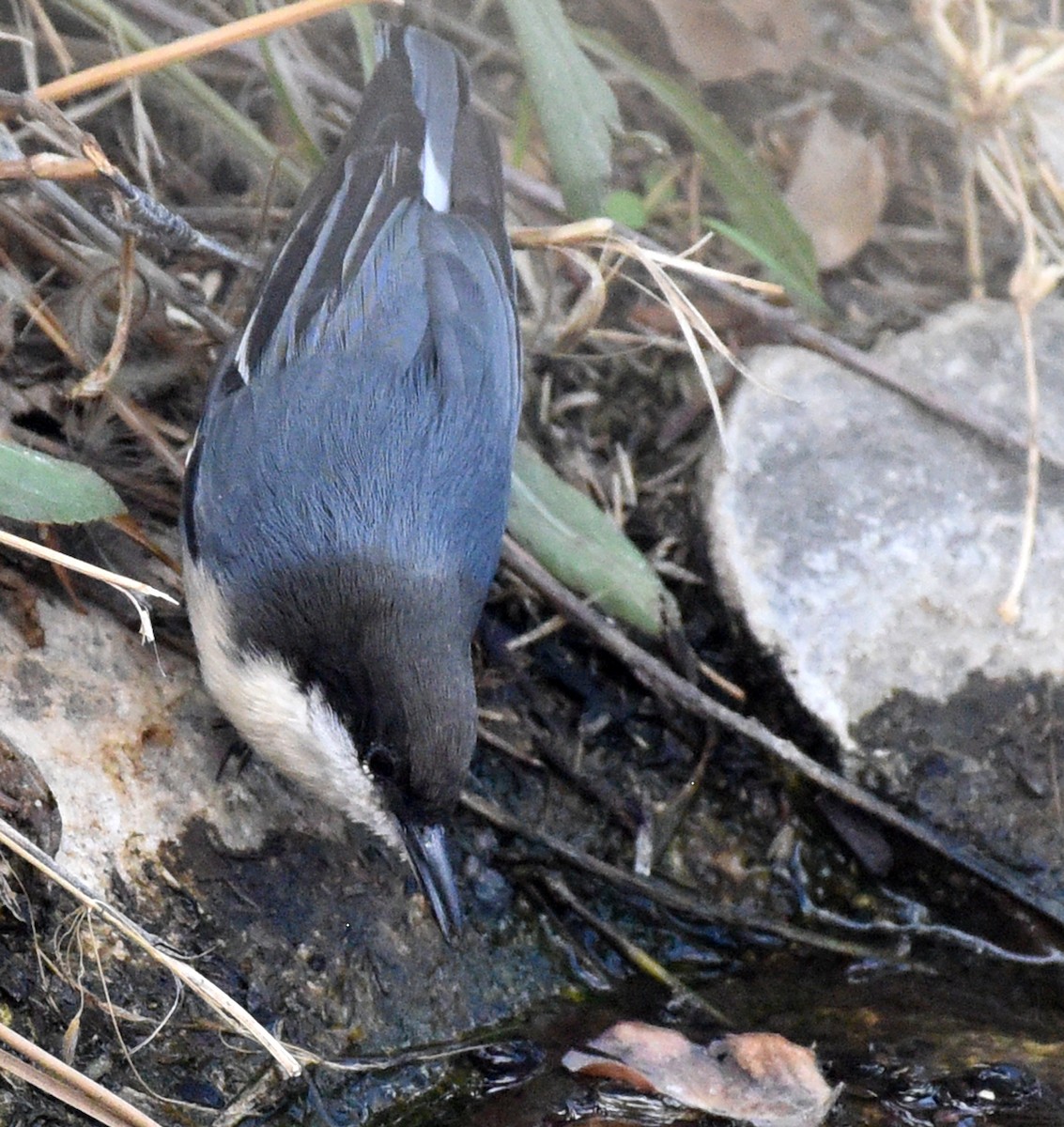 Pygmy Nuthatch - Steven Mlodinow