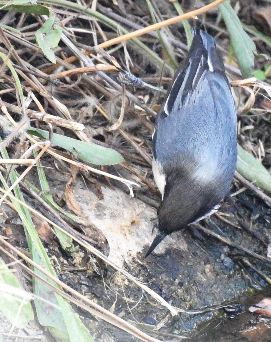 Pygmy Nuthatch - ML371193951