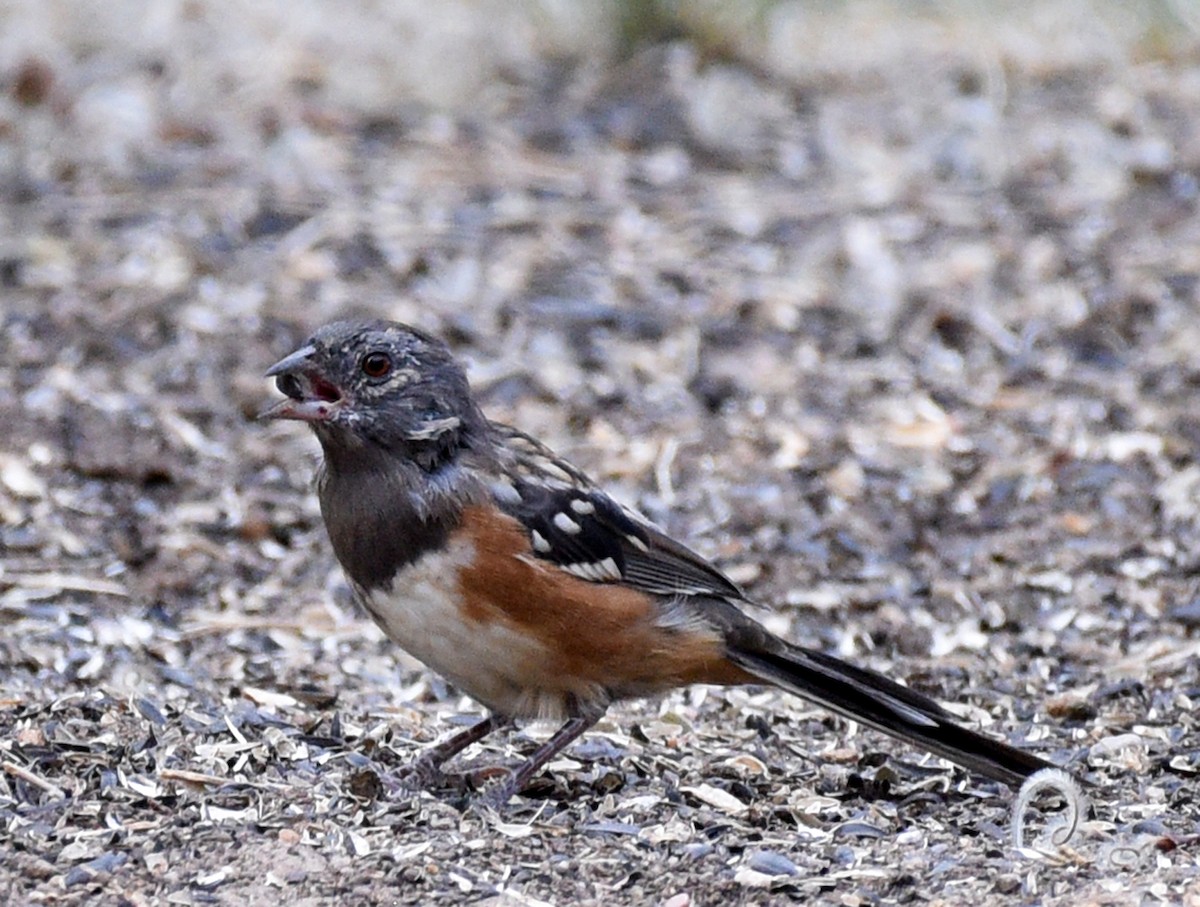 Spotted Towhee (arcticus) - ML371194071