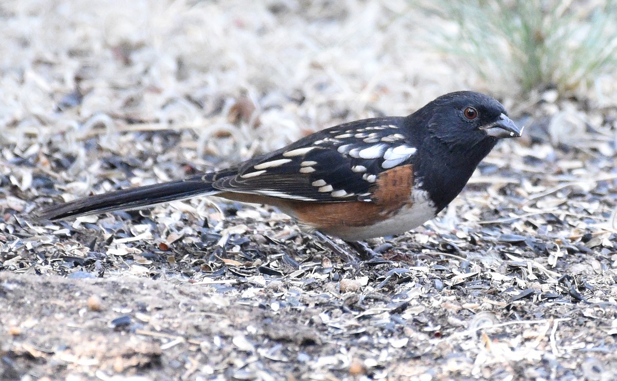 Spotted Towhee (arcticus) - ML371194081