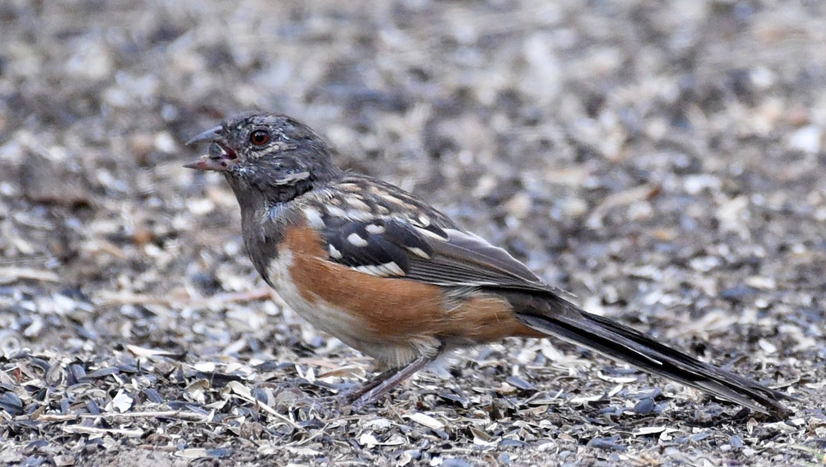 Spotted Towhee (arcticus) - ML371194091