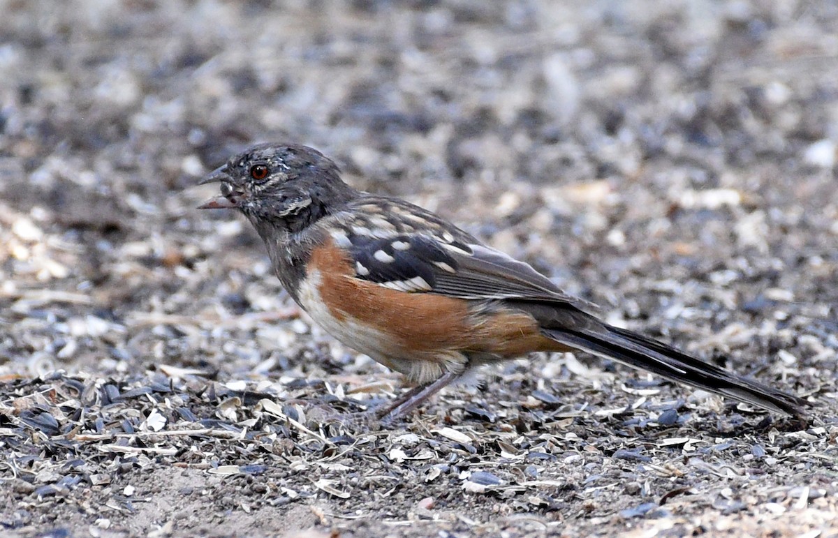 Spotted Towhee (arcticus) - ML371194111