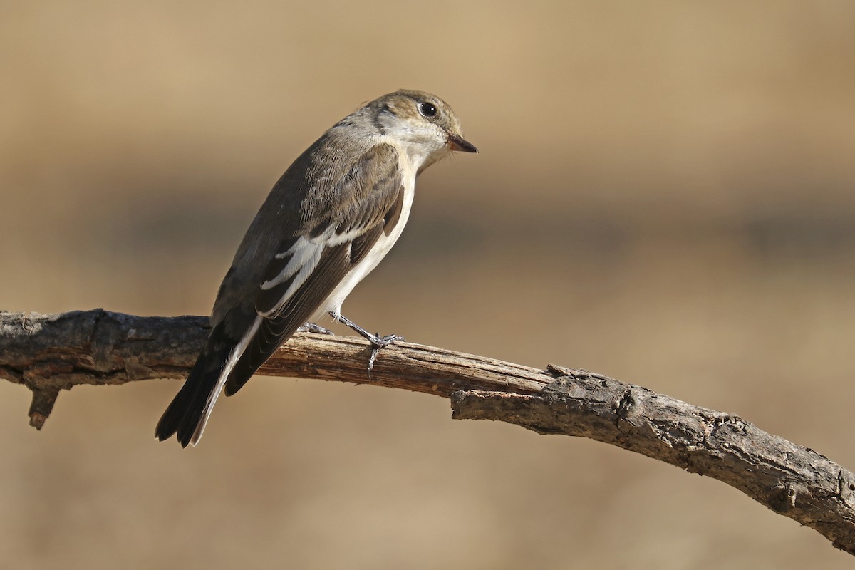 European Pied Flycatcher - Francisco Barroqueiro