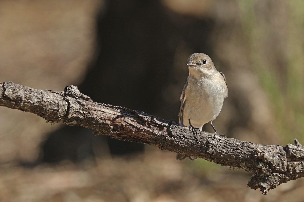 European Pied Flycatcher - ML371196141