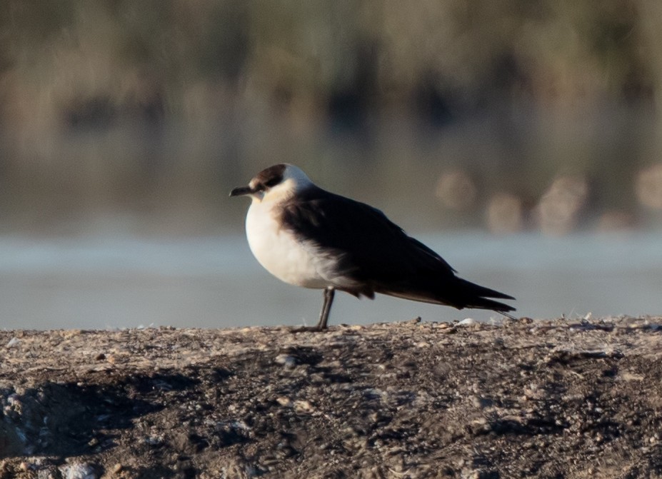 Parasitic Jaeger - Ian Maton