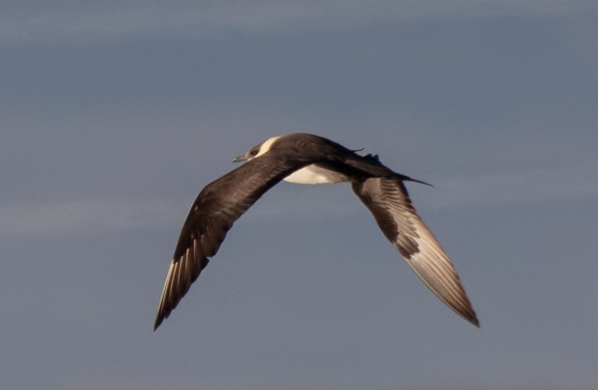 Parasitic Jaeger - ML371196231