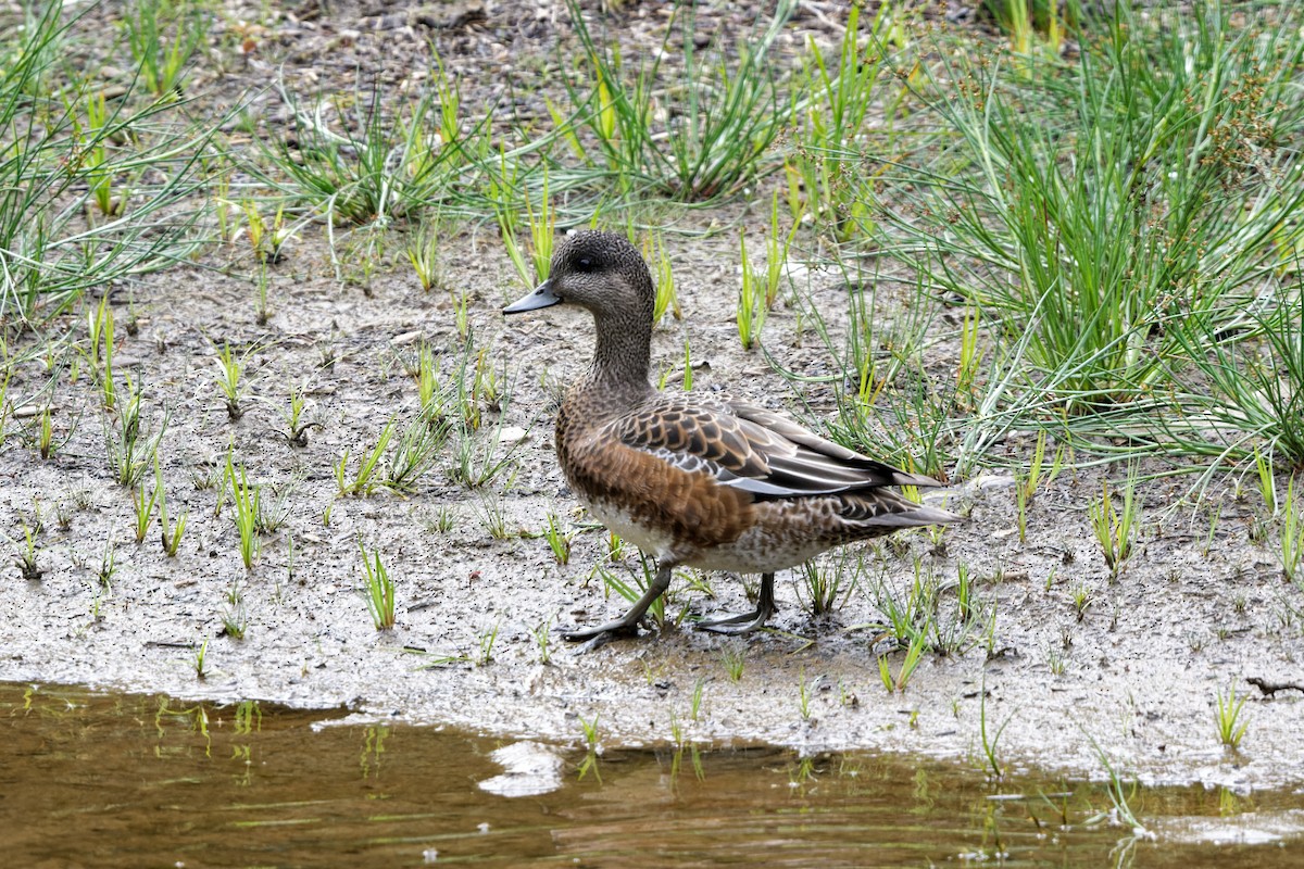 American Wigeon - ML371196741