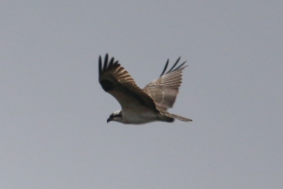 Balbuzard pêcheur - ML371197331