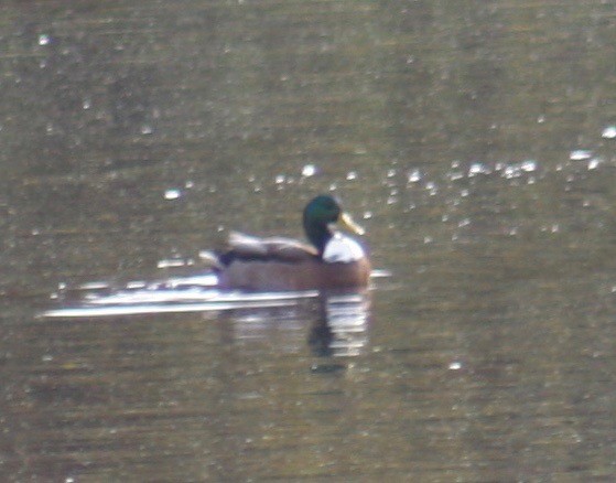 Mallard (Domestic type) - ML37119751