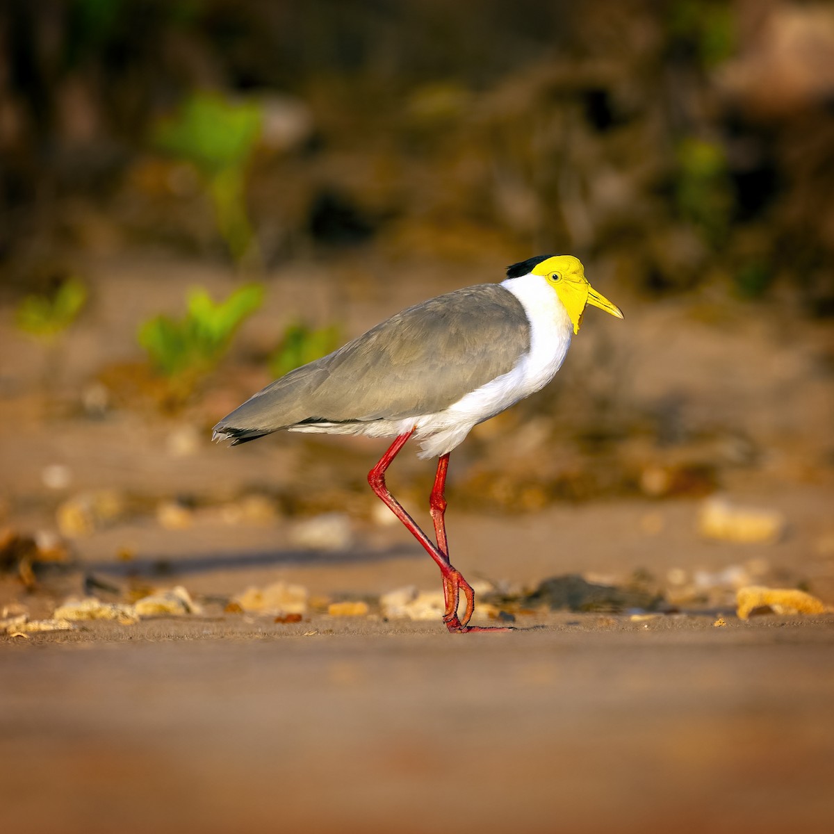 Masked Lapwing - ML371198701