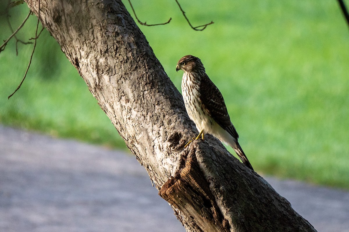 jestřáb americký - ML371200181