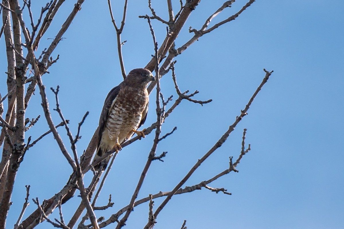 káně širokokřídlá - ML371200271