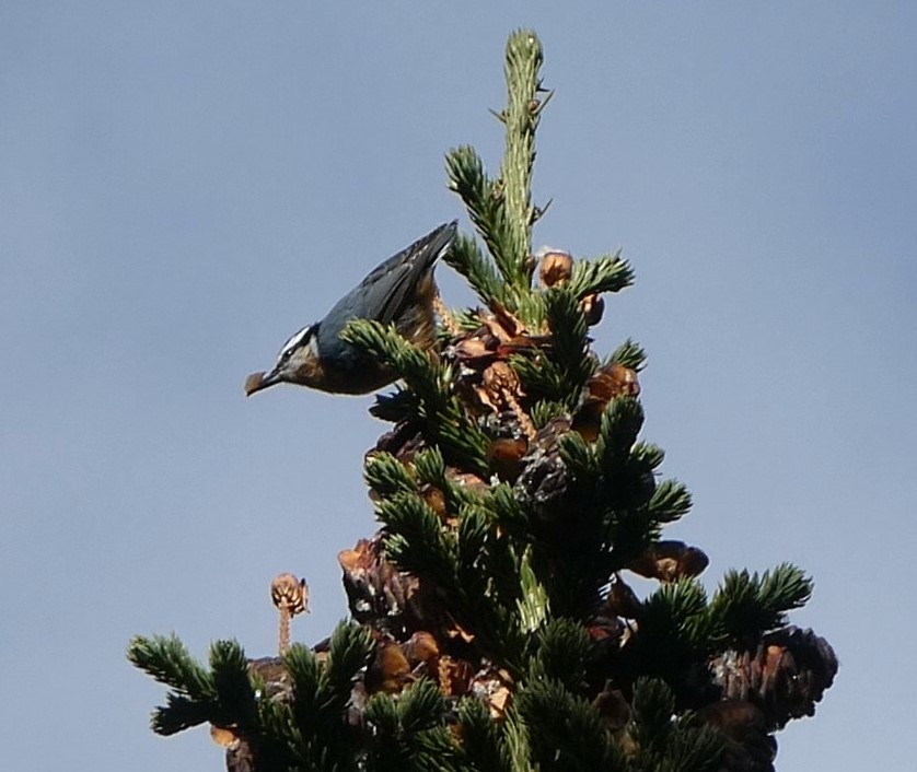 Red-breasted Nuthatch - ML371202451