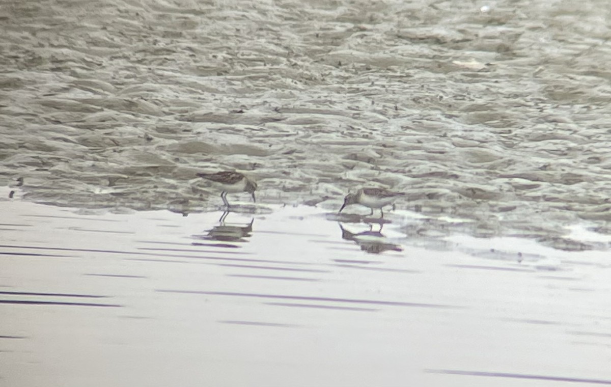 Semipalmated Sandpiper - ML371203751