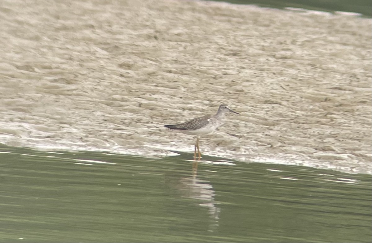 Lesser Yellowlegs - ML371203781