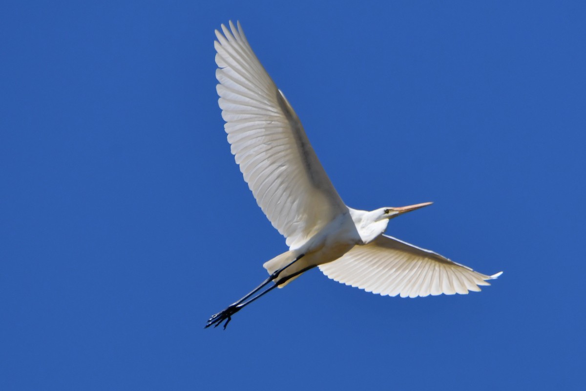 Great Egret - Peter & Shelly Watts