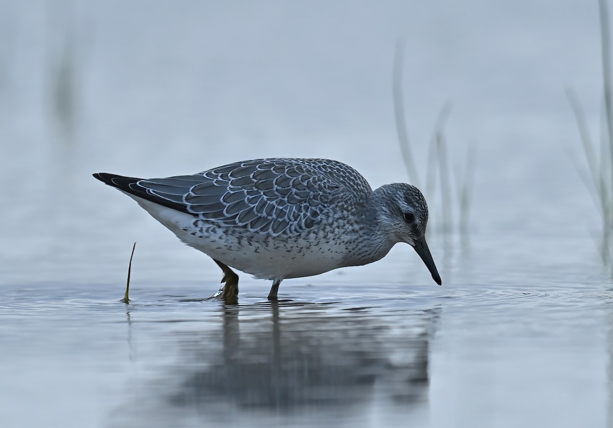 Red Knot - Raymond Ladurantaye