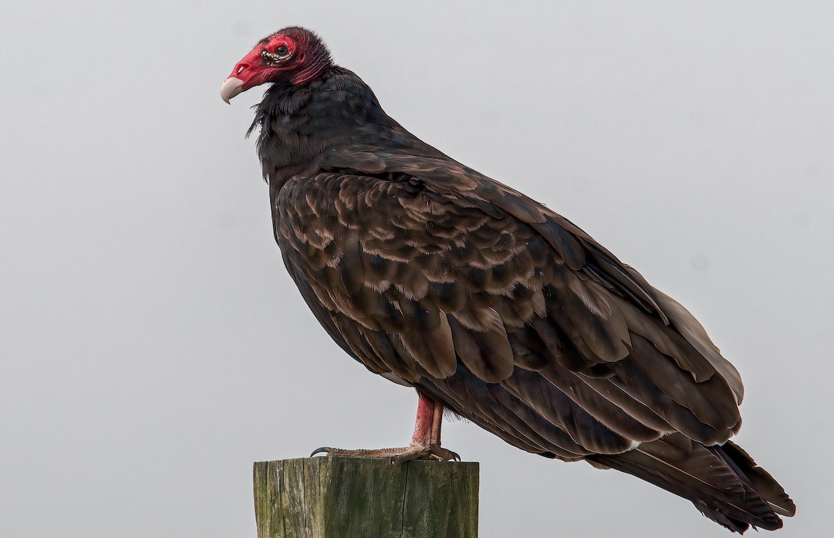 Turkey Vulture - ML371206181