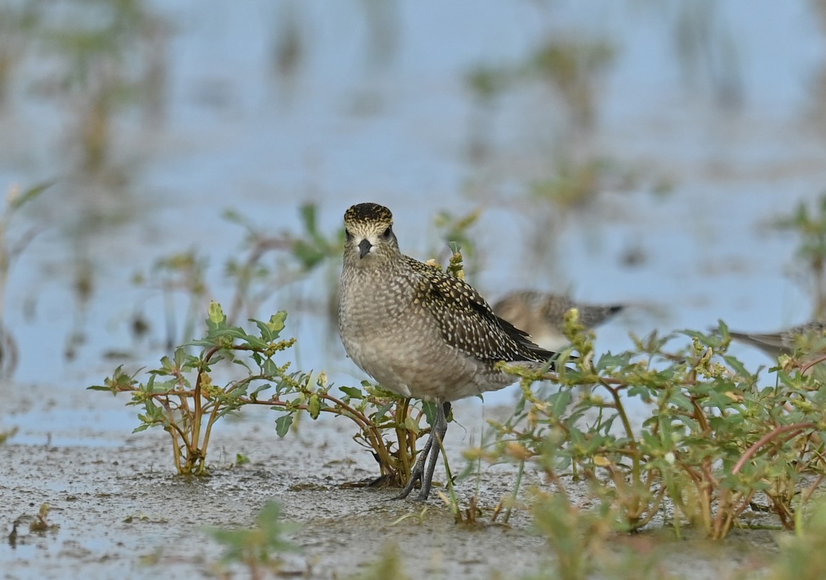 American Golden-Plover - ML371206581