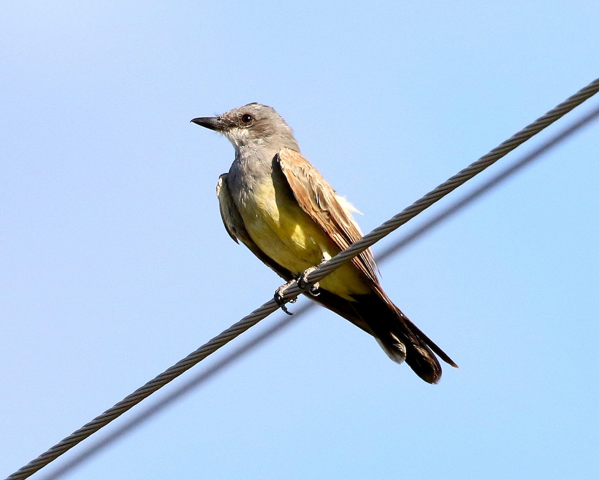 Cassin's Kingbird - Pierre Howard